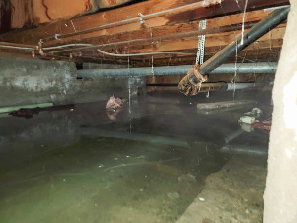 Best Ceiling water damage repair  in Mendon, UT