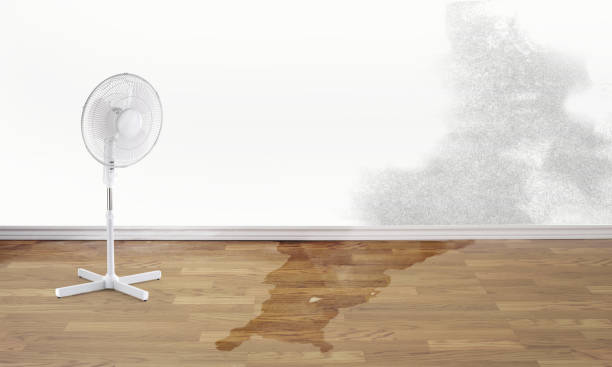 Best Carpet water damage restoration  in Mendon, UT